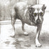 the album cover for Alice In Chains - Alice in Chains