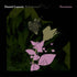 the album cover for Daniel Lanois - Belladonna Nocturne